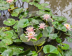 The tropical aquatic plant purple water lilies in the pond