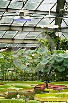 Tropical aquatic plants - pink lotus, giant water lily and Amazonian Victoria floating in greenhouse under phytolamps