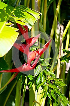 Tropical arrowroot plant
