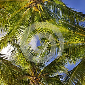 Tropical background of coconut palm leaves