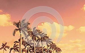 Tropical background with copy space.