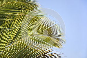 Tropical background with exotic palm leaves. Tropical  leaves with sunshine on blue sky background, copy space. Summer holidays.