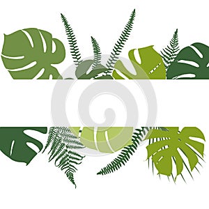 Tropical background with fern and monstera leaves