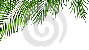Tropical background with green palm leaves. Summer botanical design with jungle plants for invitation, banner, poster