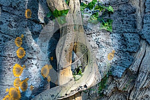 Tropical background, jungle texture and stone rock with lianas in rainforest with moss