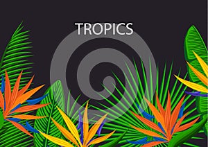 Tropical background with palm leaves and strelitzia