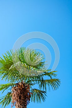 Tropical background palm tree close up against blue sky