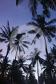 Tropical Background. Palm trees against sky
