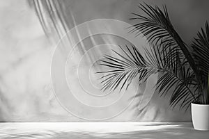Tropical background. A potted palm tree against a gray wall. Minimalistic home interior or design.