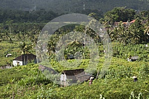 Tropical Balinese Rice Fields