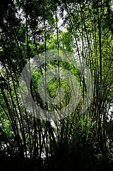 Tropical Bamboo forest on Mauritius Island