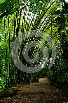 Tropical Bamboo forest on Mauritius Island photo