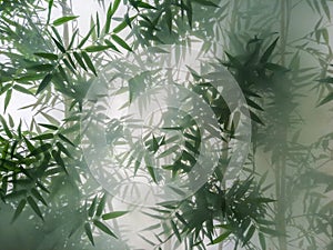 Tropical bamboo trees behind the frosted glass in the fog with backlighting. decoration of green plants premises, background. the