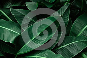 Tropical banana dark green leaves textured.