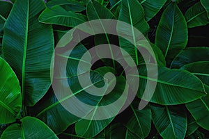 tropical banana leaf texture in garden