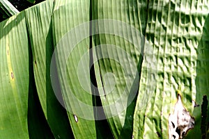 Tropical banana leaf texture, large banana foliage nature dark green background