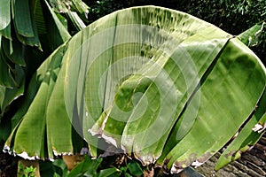Tropical banana leaf texture, large banana foliage nature dark green background