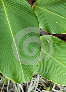 Tropical banana leaf texture, large palm foliage clouse up.