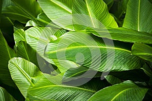 Tropical banana leaf texture, large palm foliage nature dark green in garden  beautiful leaves background for wallpaper and