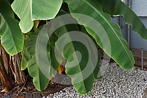 Tropical banana palm leaf, large foliage in rainforest