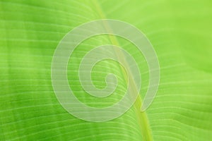 Tropical banana palm tree green leaf Close up texture as background. Natural eco background of exotic banana palm leaves