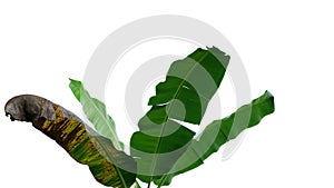 Tropical banana tree leaves, nature frame layout isolated on whi