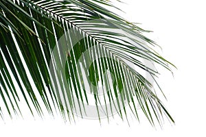 Tropical banana tree leaves on white isolated background