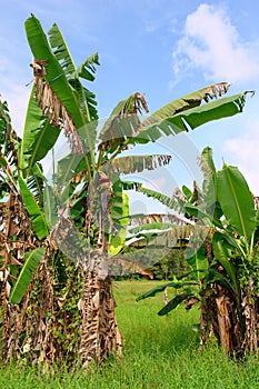 Tropical banana trees in Asian landscape