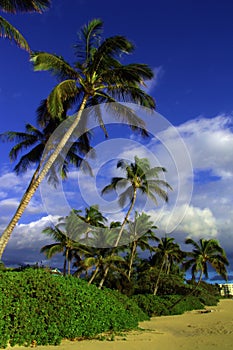 Tropicale Spiaggia 