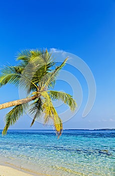 Tropical beach photo