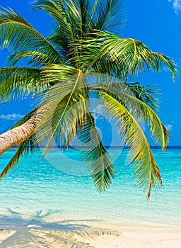 Tropical beach photo