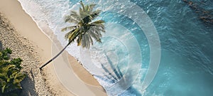 Tropical Beach Aerial View with Palm Tree