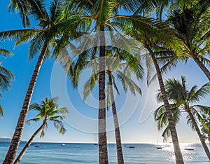 Tropical beach background from Boracay island with coconut palms