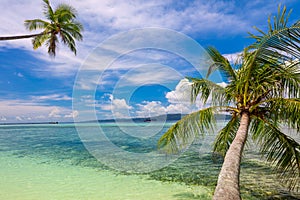 Tropical Beach background - calm sea surf, palm trees and blue sky