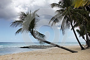 Tropical beach. Barbados