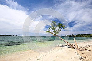 Tropical beach with a barren green tree and blue sky