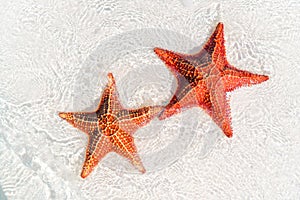 Tropical white sand with red starfish in clear water