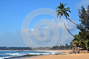 Tropical beach with big palm tree and blue sky by the sea