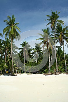 tropical beach boracay palm trees philippines