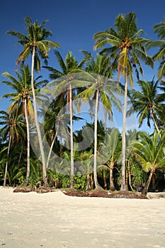 tropical beach boracay palm trees philippines