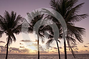 Tropical Beach in Brazil.