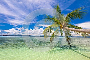 Tropical beach- calm sea surf, palm tree and blue sky - Idyllic tropical rest on island coast