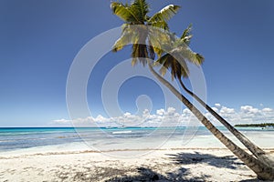 Tropical beach in caribbean sea, idyllic Saona island, Dominican Republic