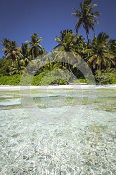 Tropical beach in caribbean sea, idyllic Saona island, Dominican Republic