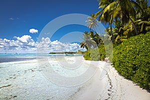 Tropical beach in caribbean sea, idyllic Saona island, Dominican Republic