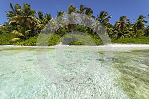 Tropical beach in caribbean sea, idyllic Saona island, Dominican Republic