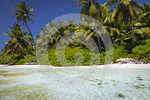 Tropical beach in caribbean sea, idyllic Saona island, Dominican Republic