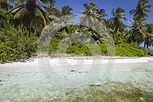 Tropical beach in caribbean sea, idyllic Saona island, Dominican Republic