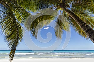 Tropical beach in caribbean sea, idyllic Saona island, Dominican Republic