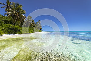 Tropical beach in caribbean sea, idyllic Saona island, Dominican Republic